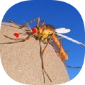 蚊子昆虫生命模拟器