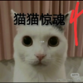 猫咪惊魂4下载安装动态狗头版最新版